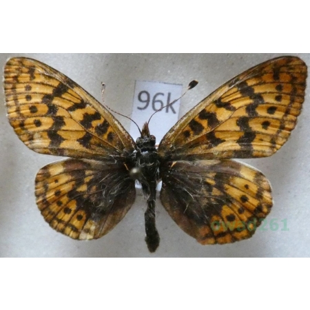 Boloria frigga (Becklin, 1791) Finland96k